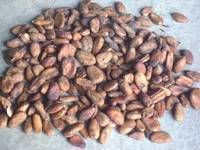 cocoa beans