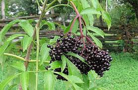 Elderberry(Sambucus Nigra)