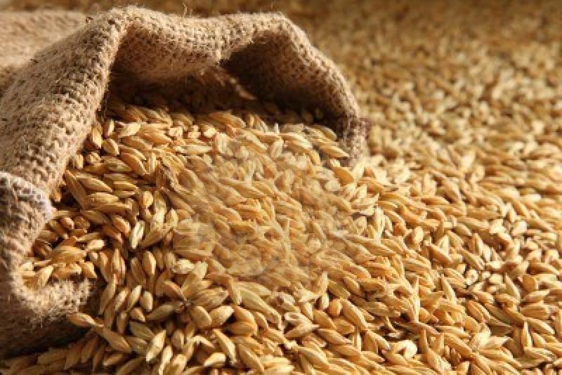Barley Feed at best price in Rajkot Gujarat from Pawansut Foreign