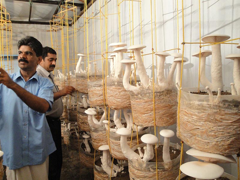 Mushroom Cultivation Training