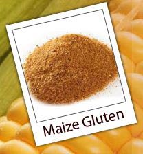 Maize Gluten