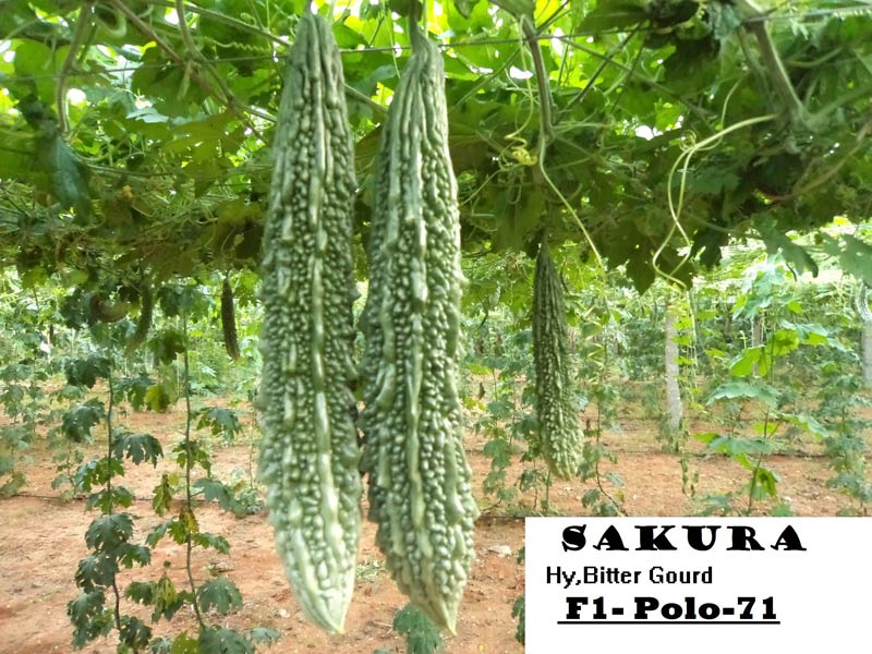 Bitter Gourd Seed Manufacturer Exporters From India Id 813732