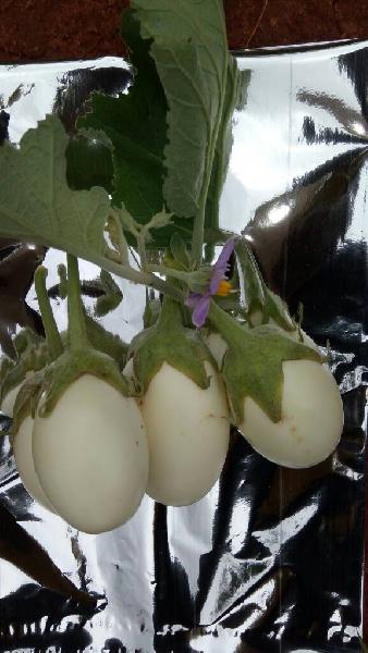 EggPlant/Brinjal- F1 White Pearl