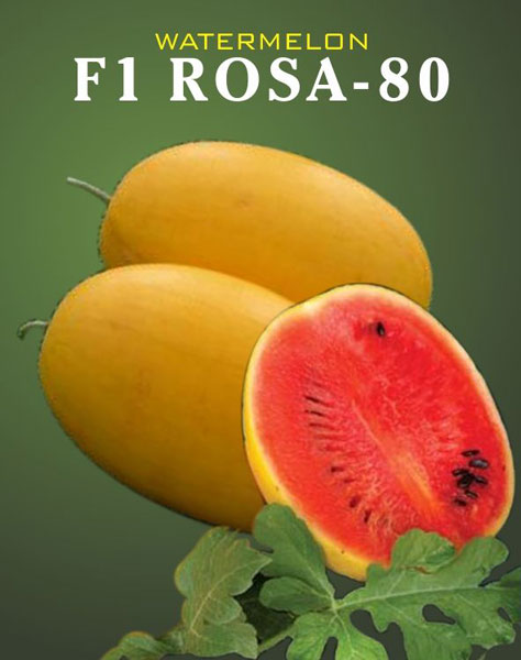 F1 Rosa 80 Watermelon