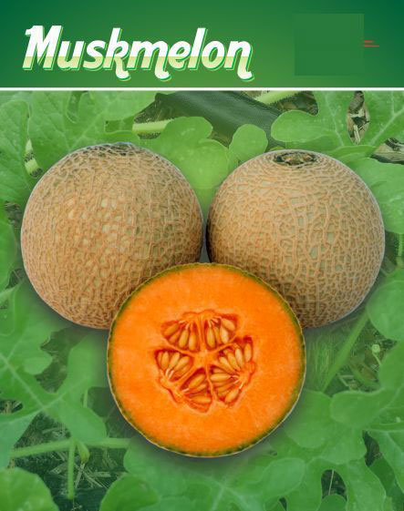 F1 Ruby 903 Muskmelon