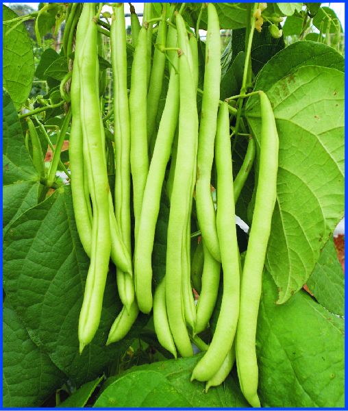 Pole Beans-Marco