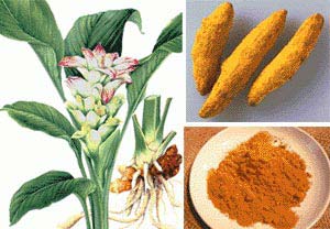 Organic Curcuma Longa, Style : Natural