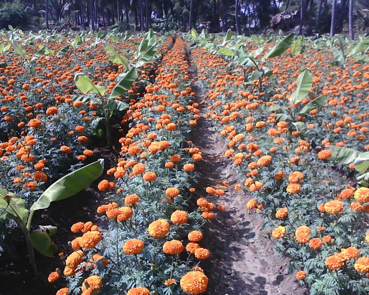 Hybrid Marigold Seeds