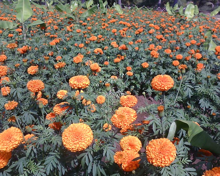 Oleoresin Hybrid Marigold Seed