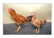 Cari Nirbheek Chicken