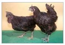 Kadaknath Poultry Farming in India