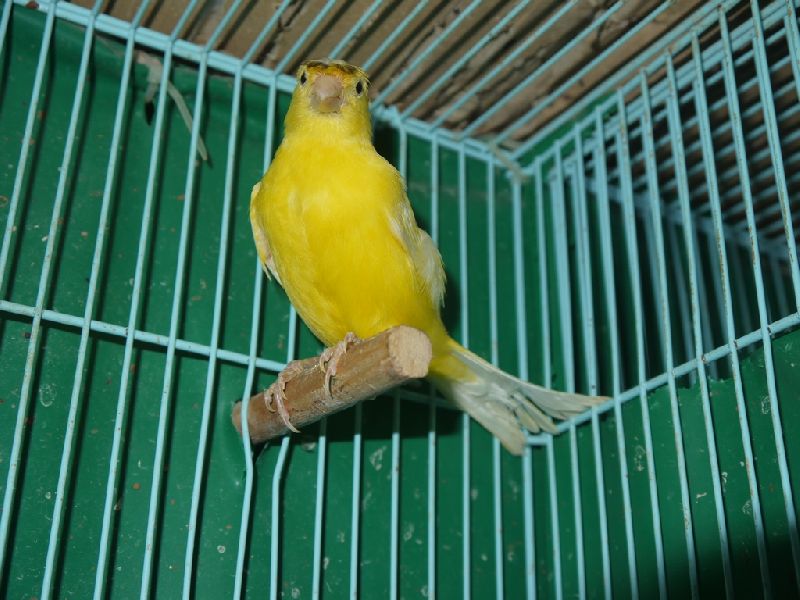 Live Bird & Pet Bird Exporters | Kuo Euan Trading Company
