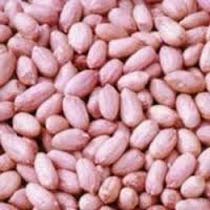 Peanut Kernels