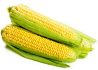 yellow maize