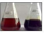 Mono Chloro Phenol