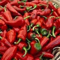 Fresh Red Chilli