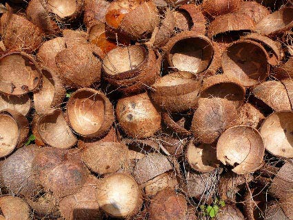Raw Coconut Shell