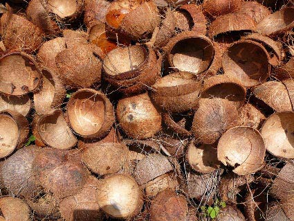 raw coconut shell