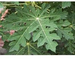 Papaya Leaves