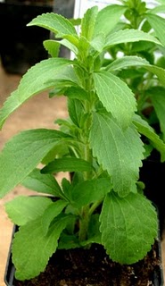 High Quality Stevia Plants