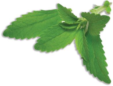 Stevia Fresh Leaves