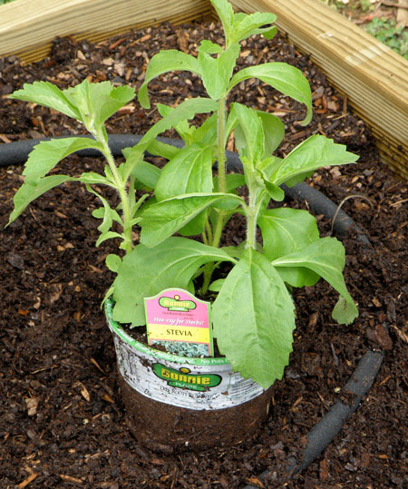 Stevia Herbal Plants