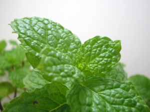 Stevia Herbal Plants