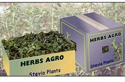 Stevia Herbal Products