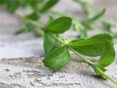 Stevia Herbs