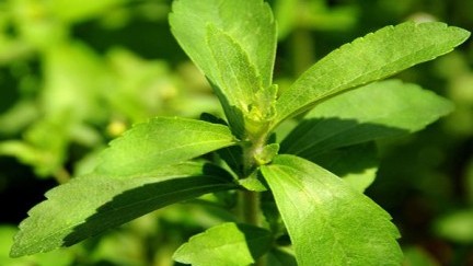 Stevia Medicial Herb