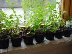 Stevia Plants Available