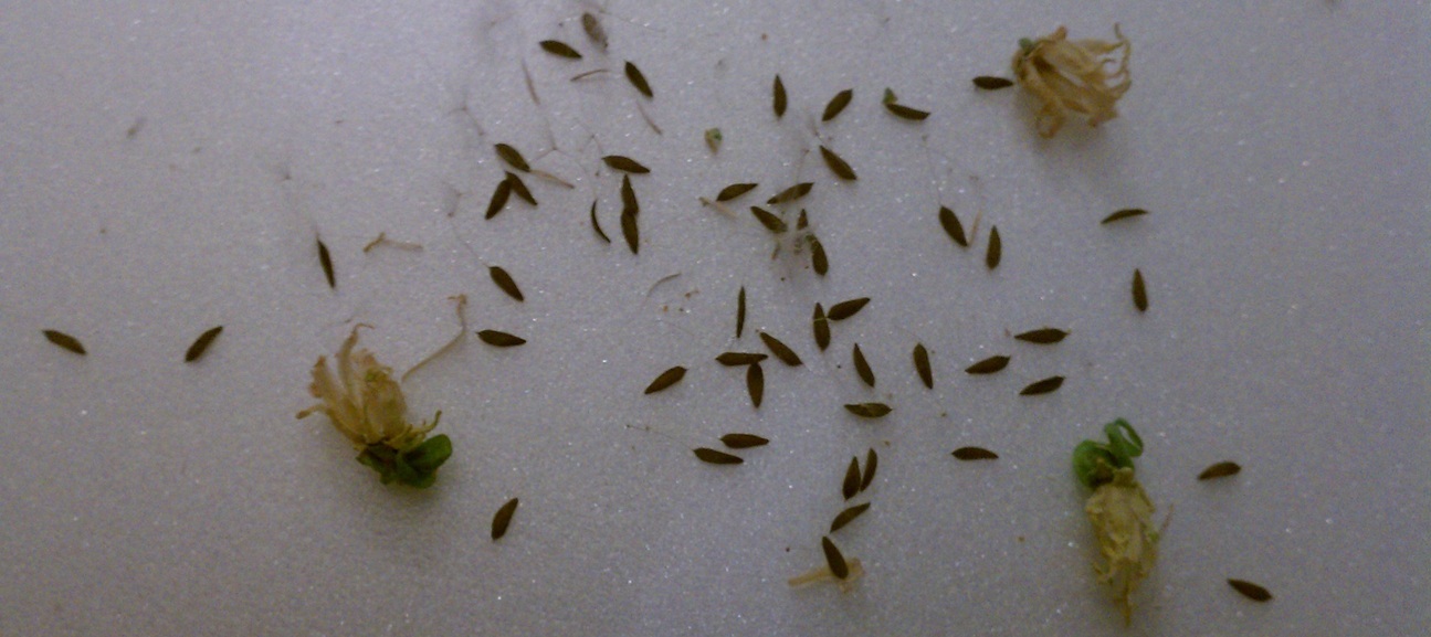 Stevia Plants