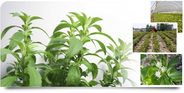 Stevia Sweeteners Herbal Plants