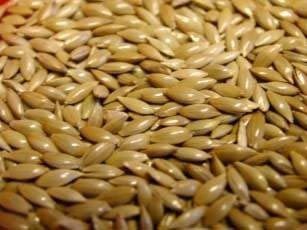 Canary Seed