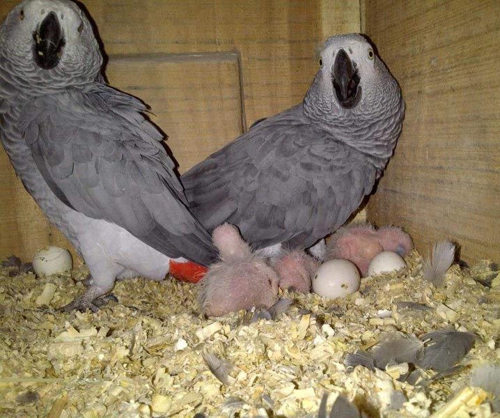 live parrot eggs