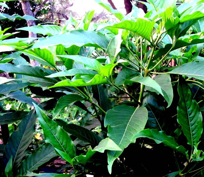 Adhatoda Vasica Nees Plant (Vasaka)