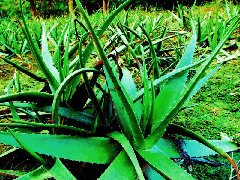 Aloe Vera Plant (Ghritkumari)