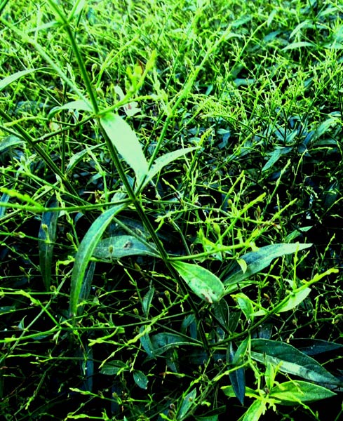 Andrographis Paniculata Plant (Kalmegh)