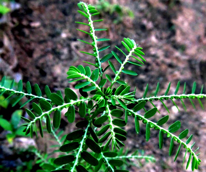 Phyllanthus Niruri Plant