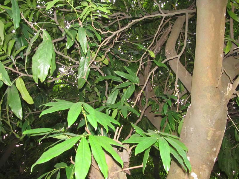 Saraca Indica Linn Plant (Ashoka)