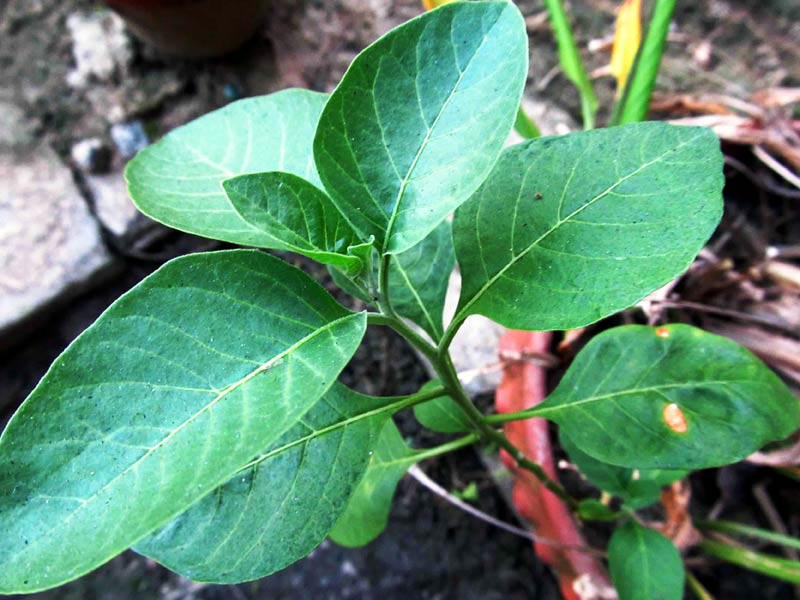 Withania Somnifera Plant (Ashwagandha)