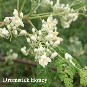 Natural Honey from Drumstick