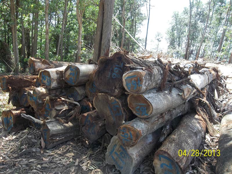 Acacia Logs Malaysia Origin