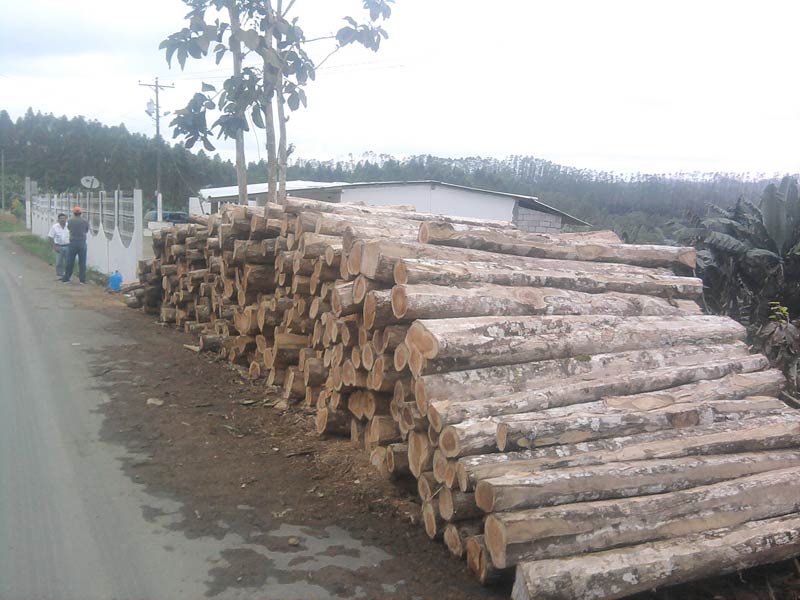 Ecuador Rough Square Logs
