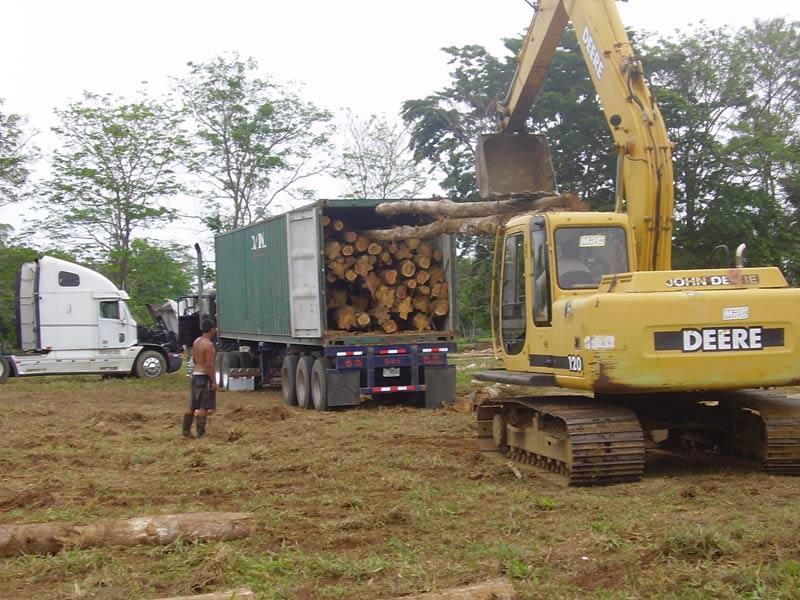 Long Length Premium Sagwan