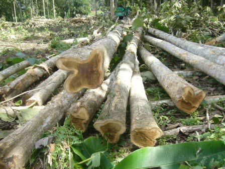 Malaysia Origin Sagwan, Teak, Teak Wood