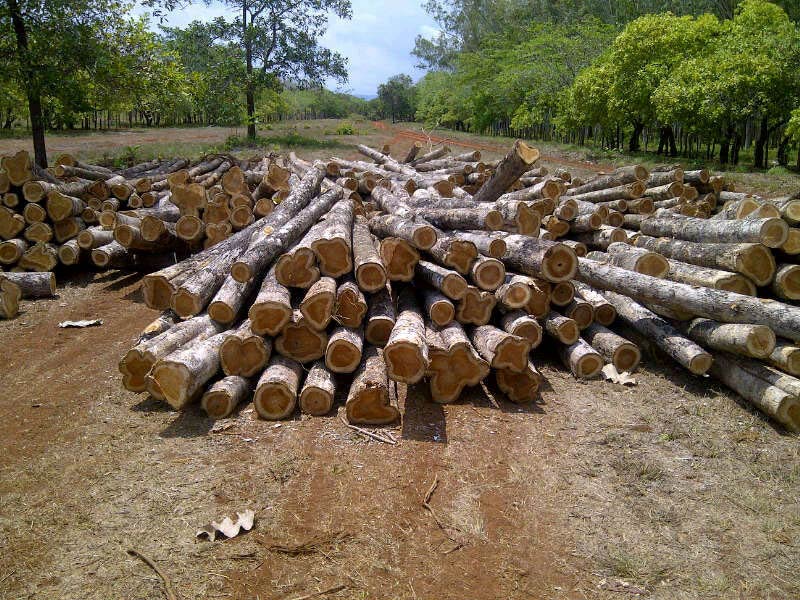Panama Sagwan, Teak, Teak Wood Round Logs by Elohim Group, Panama