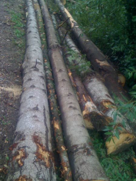 Pine Wood  Logs From Ukraine
