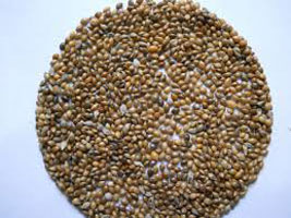 Millets Seeds