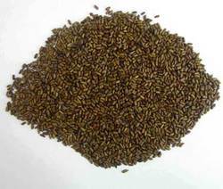 Puwar Seed (cassia Tora)